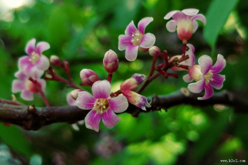 粉色的桃花图片