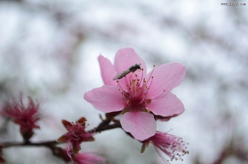 粉色的桃花图片