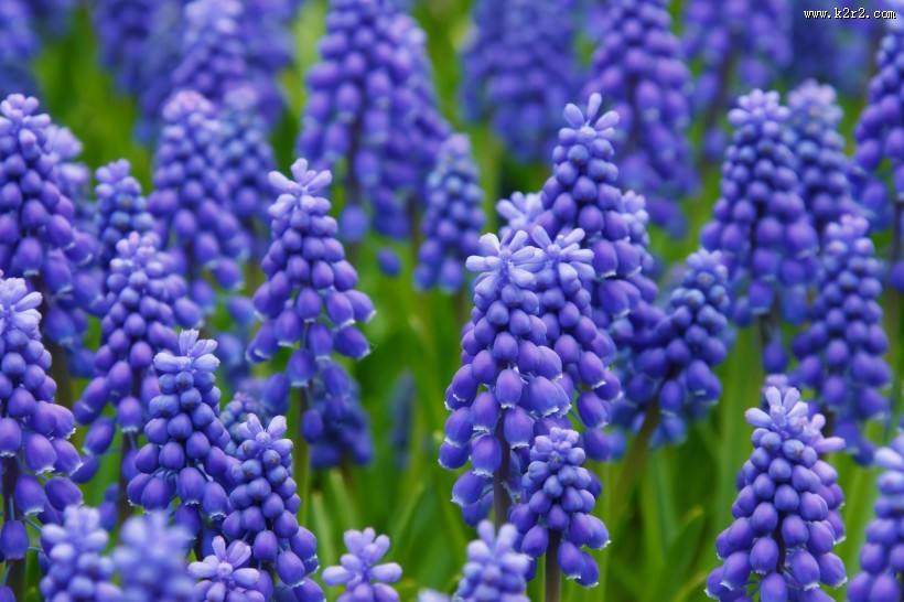 紫蓝色的葡萄风信子图片