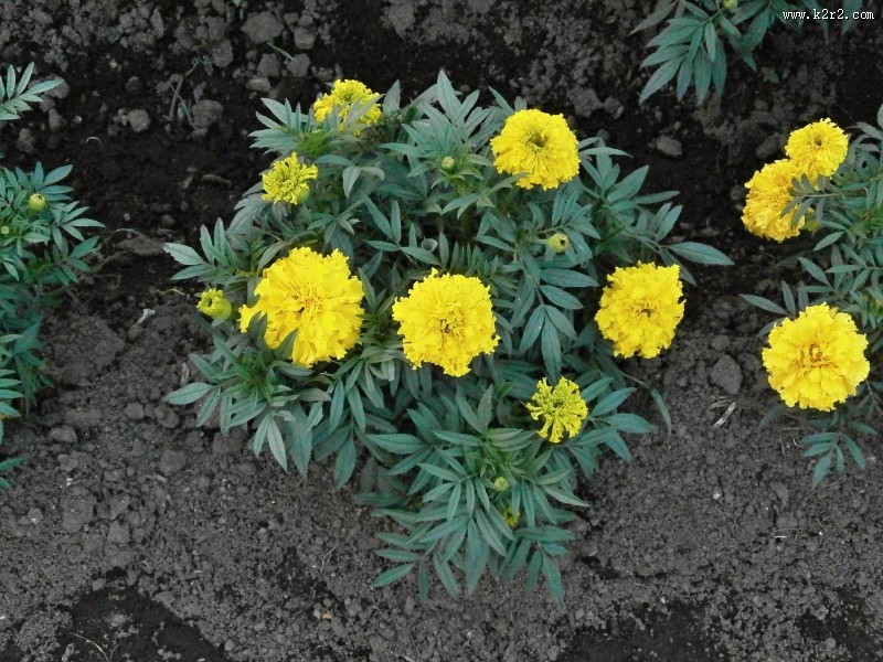 黄色的万寿菊图片大全