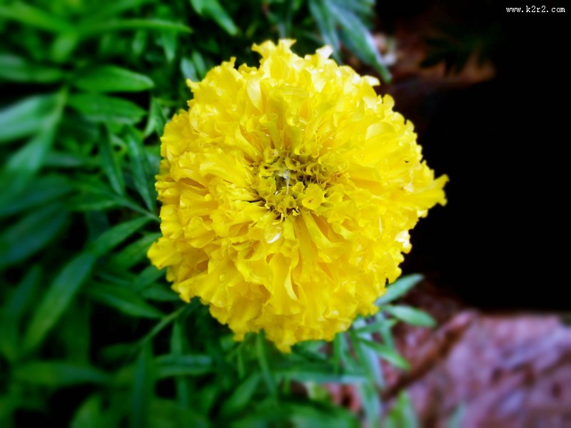 黄色的万寿菊图片大全