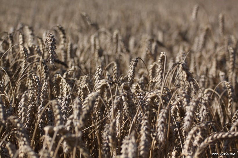 一片麦田图片