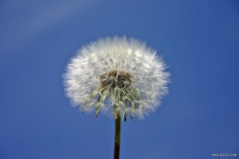 唯美的蒲公英图片大全