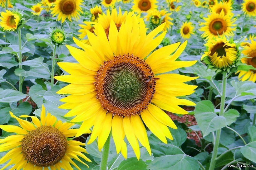 盛开的向日葵图片