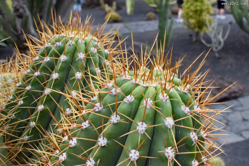 耐旱的仙人掌图片大全