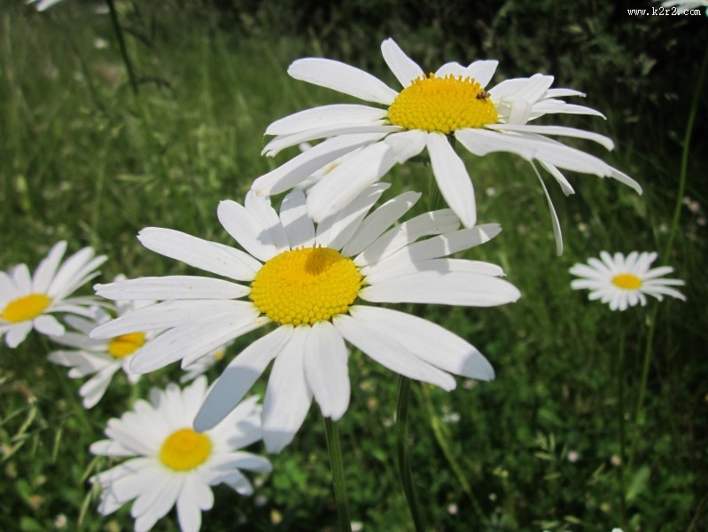 美丽的雏菊图片