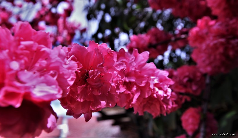 盛开的杜鹃花图片大全