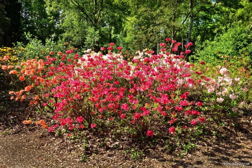 盛开的杜鹃花图片大全