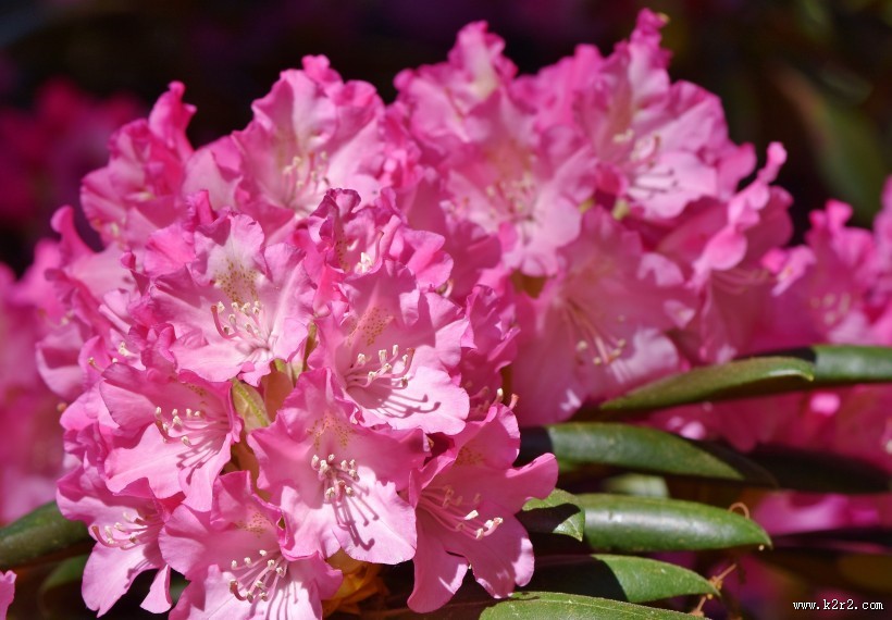 盛开的杜鹃花图片大全