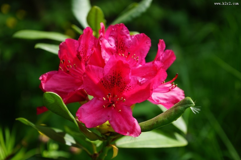盛开的杜鹃花图片大全