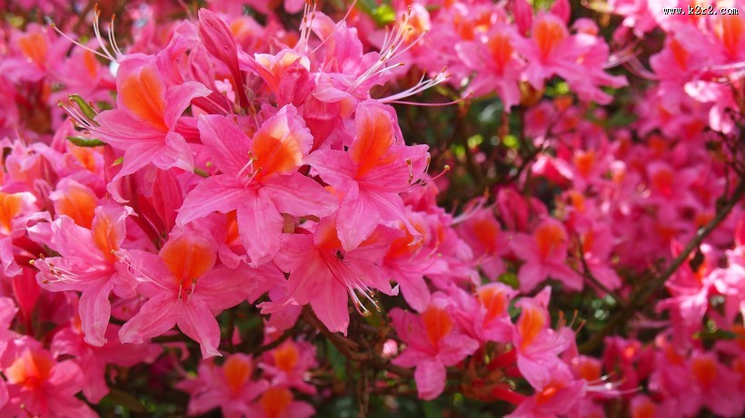 盛开的杜鹃花图片大全