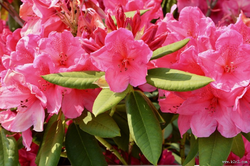 盛开的杜鹃花图片大全