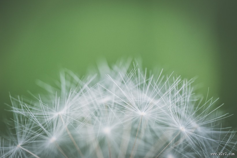毛茸茸的蒲公英图片