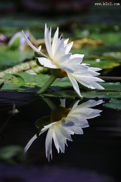 绽放的睡莲图片