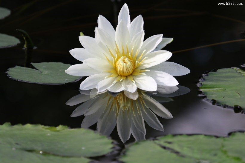 绽放的睡莲图片