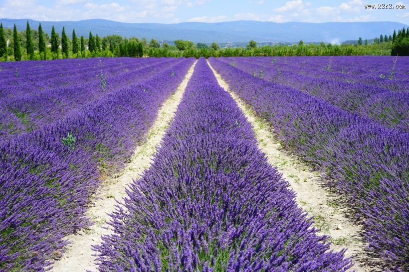 薰衣草园图片