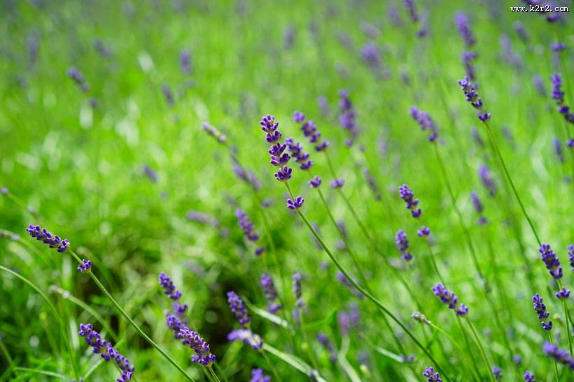 薰衣草园图片