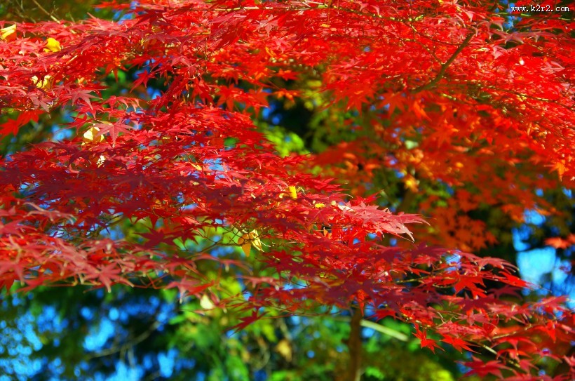 秋季唯美枫叶图片