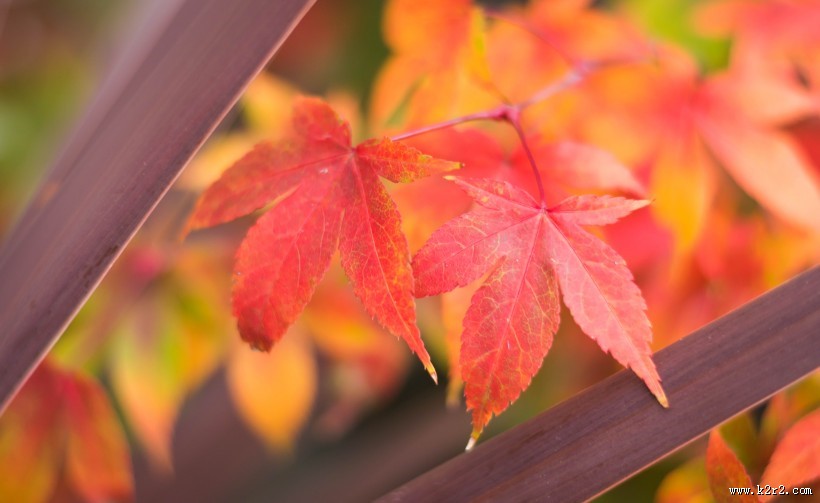 秋季唯美枫叶图片