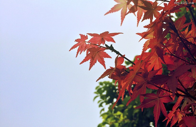 秋季唯美枫叶图片