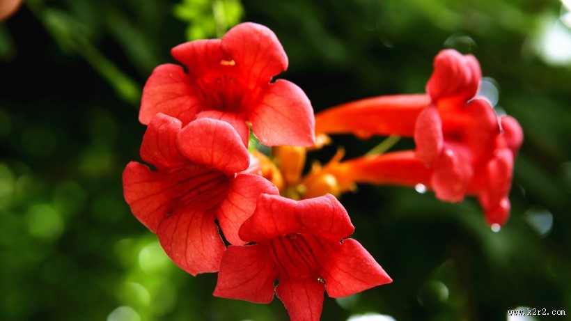 清新唯美的凌霄花图片