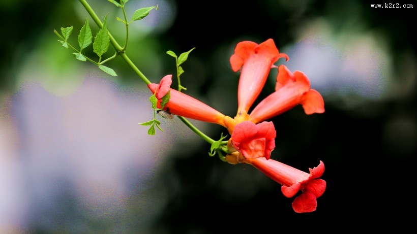 清新唯美的凌霄花图片