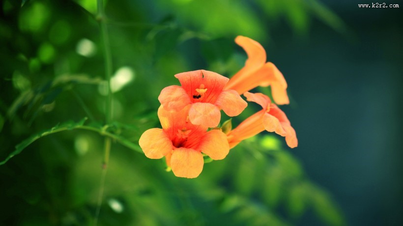 清新唯美的凌霄花图片