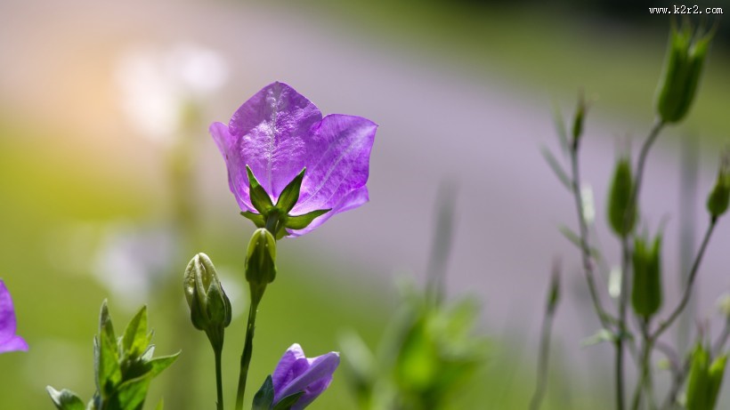 蓝紫色的桔梗花图片大全