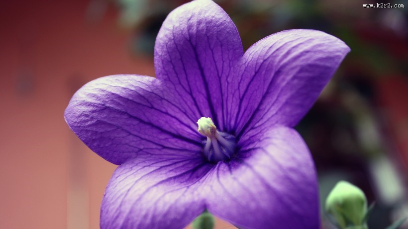 蓝紫色的桔梗花图片大全