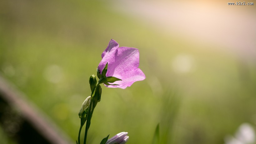 蓝紫色的桔梗花图片大全