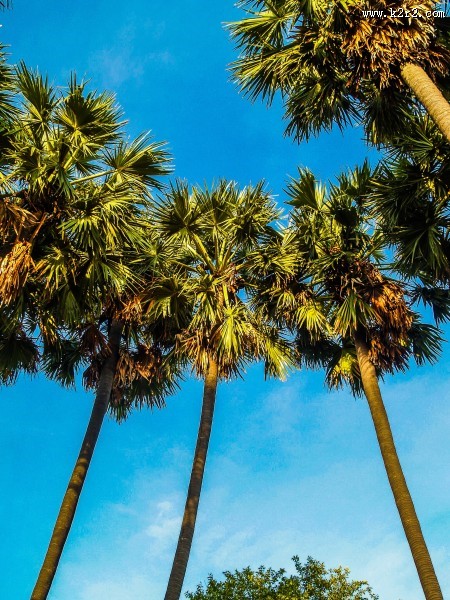 热带椰树图片