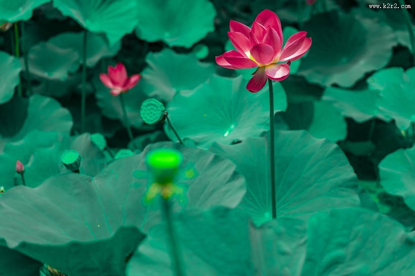 漂亮的荷花图片