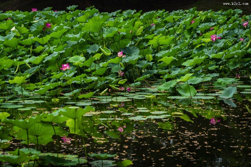 漂亮的荷花图片