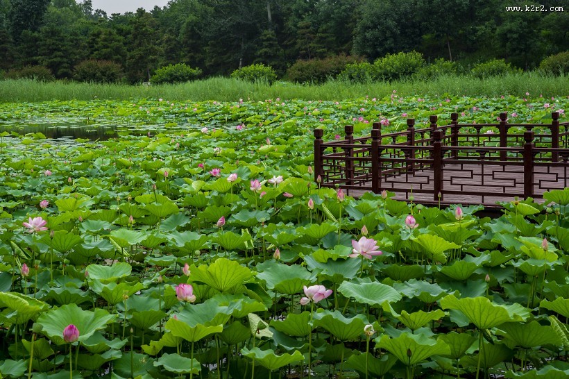 漂亮的荷花图片