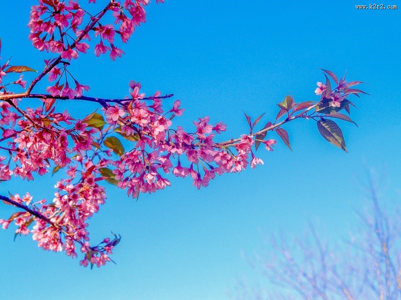 盛开似锦的樱花图片