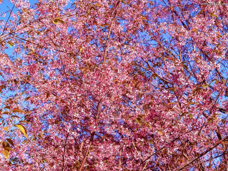 盛开似锦的樱花图片