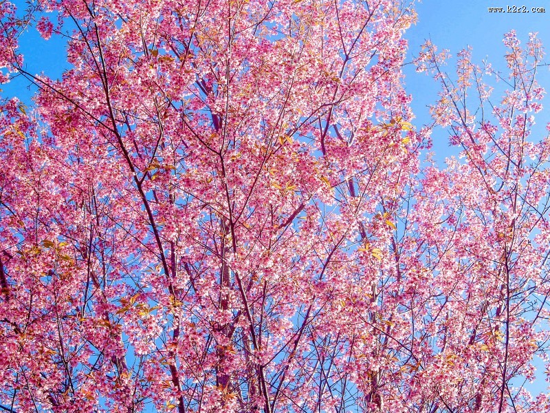盛开似锦的樱花图片