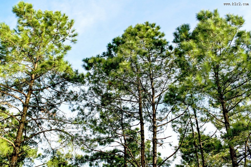 绿油油的树图片大全