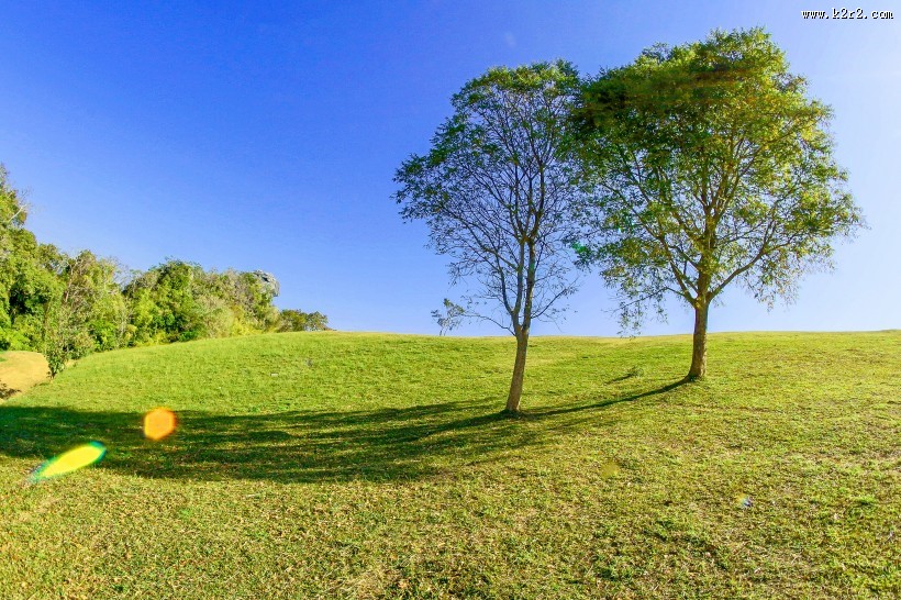 绿油油的树图片大全