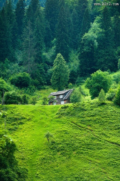 绿油油的树图片大全