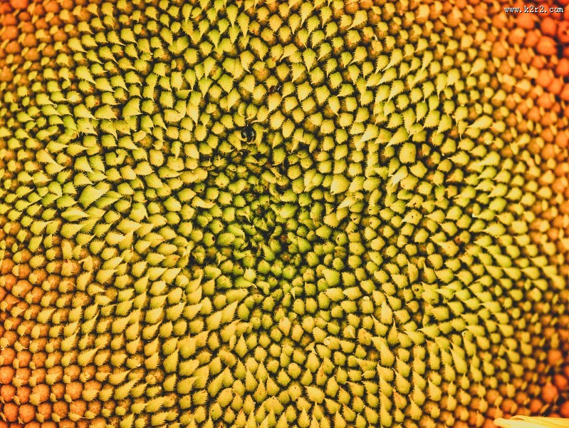 绽放的向日葵花图片