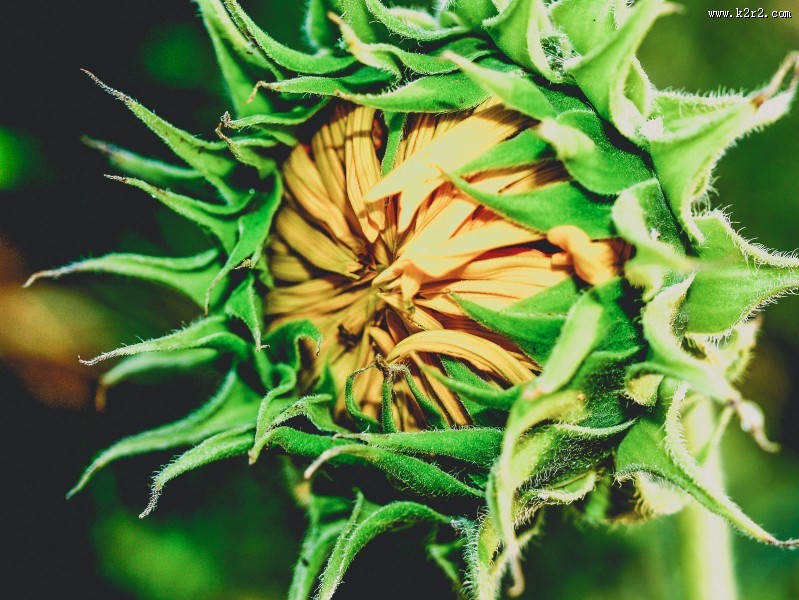 绽放的向日葵花图片