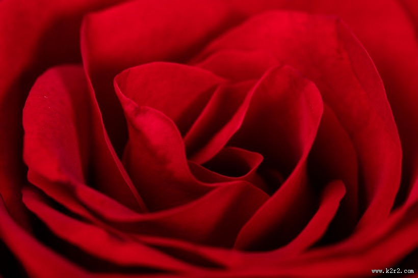 红色玫瑰花图片