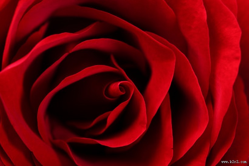 红色玫瑰花图片
