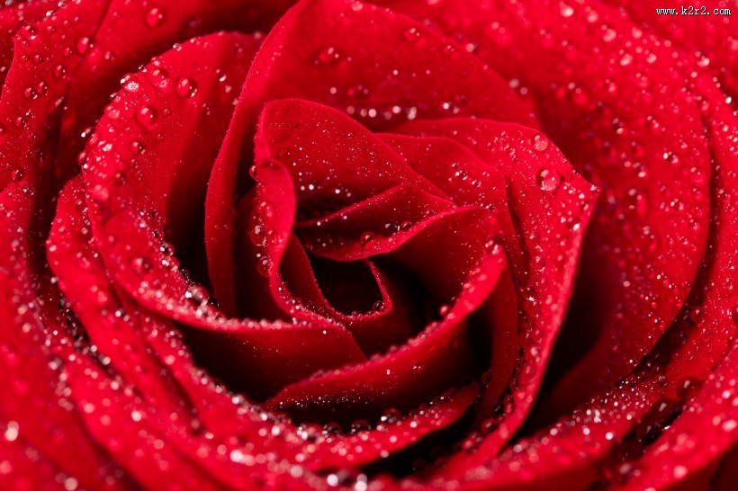 红色玫瑰花图片