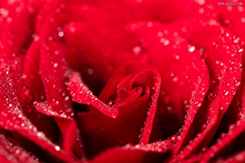 红色玫瑰花图片