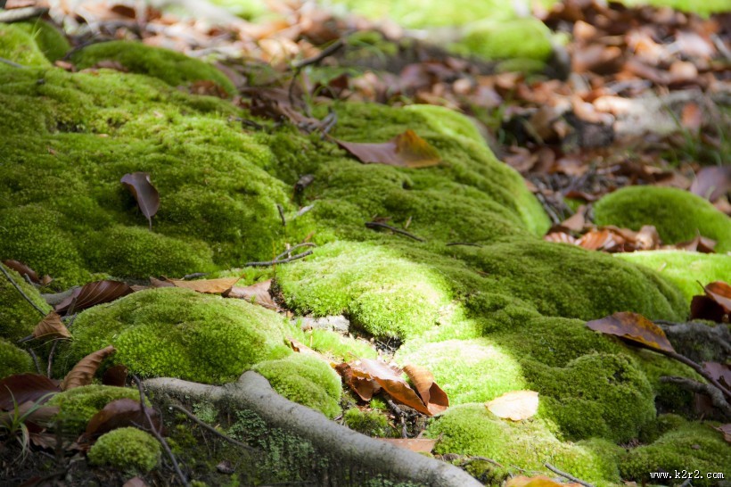绿色的苔藓图片
