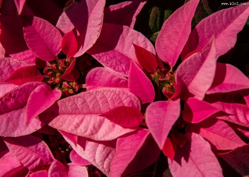 热情似火的一品红图片