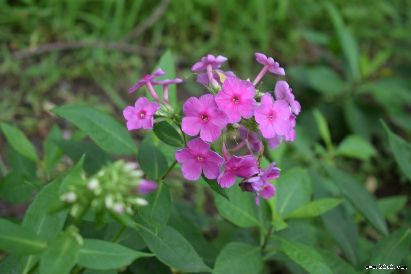 绽放的天蓝绣球图片