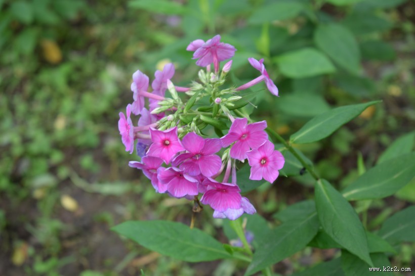 绽放的天蓝绣球图片